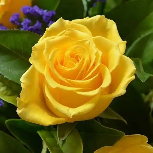 Play Yellow Rose Wallpaper HD APK
