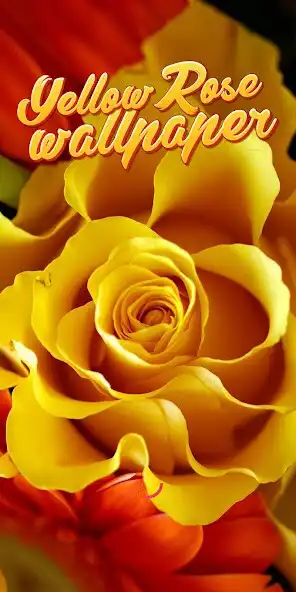 Play Yellow Rose Wallpaper and enjoy Yellow Rose Wallpaper with UptoPlay Play Yellow Rose Wallpaper and enjoy Yellow Rose Wallpaper with UptoPlay