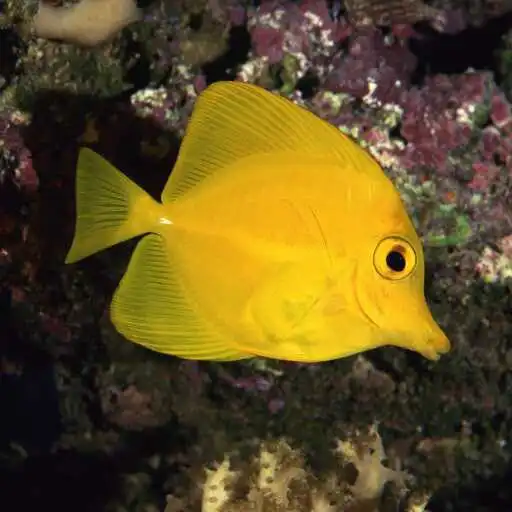 Play Yellow Tang Wallpaper APK