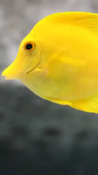 Play Yellow Tang Wallpaper  and enjoy Yellow Tang Wallpaper with UptoPlay