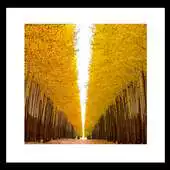 Free play online Yellow trees Livewallpaper APK Free play online Yellow trees Livewallpaper APK