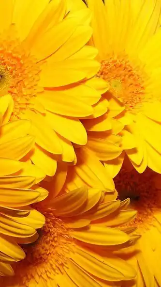 Play Yellow Wallpaper 4K as an online game Yellow Wallpaper 4K with UptoPlay