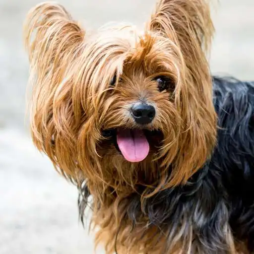 Play Yorkshire Terrier live wallpaper APK Play Yorkshire Terrier live wallpaper APK