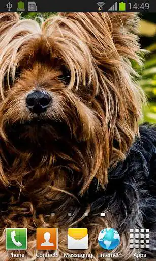 Play Yorkshire Terrier live wallpaper  and enjoy Yorkshire Terrier live wallpaper with UptoPlay