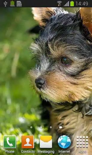 Play Yorkshire Terrier live wallpaper as an online game Yorkshire Terrier live wallpaper with UptoPlay