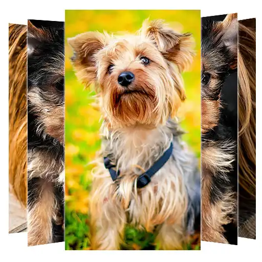 Play Yorkshire Terrier Wallpaper APK
