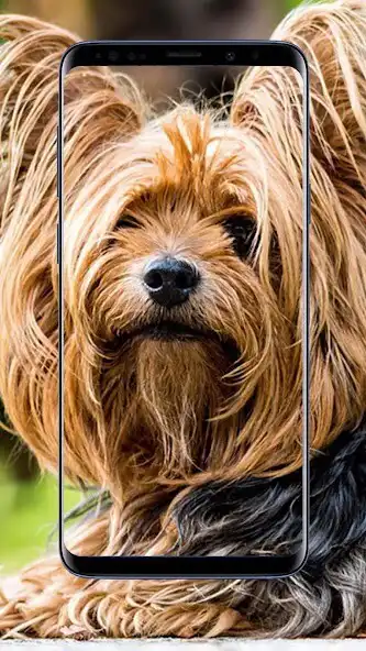 Play Yorkshire Terrier Wallpaper  and enjoy Yorkshire Terrier Wallpaper with UptoPlay