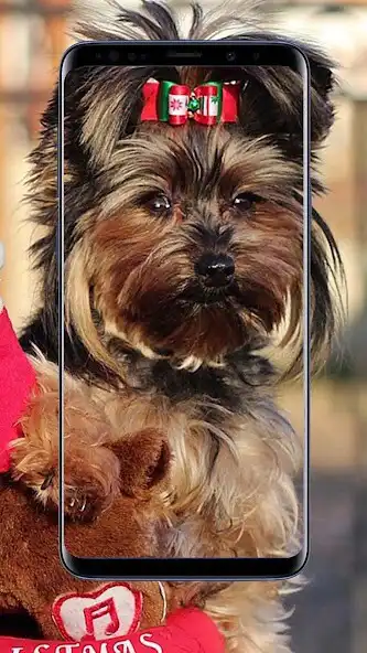 Play Yorkshire Terrier Wallpaper as an online game Yorkshire Terrier Wallpaper with UptoPlay