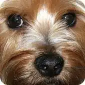Free play online Yorkshire Terrier Wallpapers APK Free play online Yorkshire Terrier Wallpapers APK