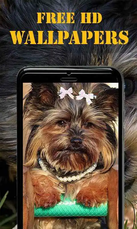 Play Yorkshire Terrier Wallpapers