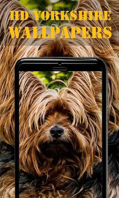 Play Yorkshire Terrier Wallpapers