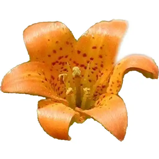 Play Yosemite Wildflowers APK