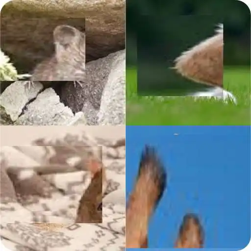 Play YOU THINK YOU KNOW ANIMALS APK