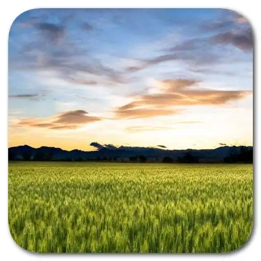 Run free android online Z1 Blinds Locker APK
