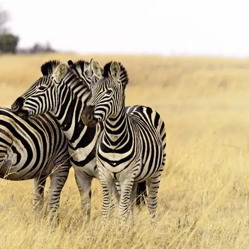 Play Zebra And His Life APK Play Zebra And His Life APK