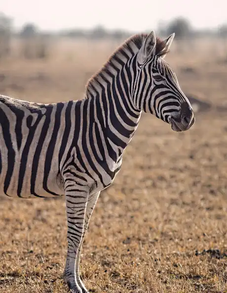 Play Zebra And His Life  and enjoy Zebra And His Life with UptoPlay