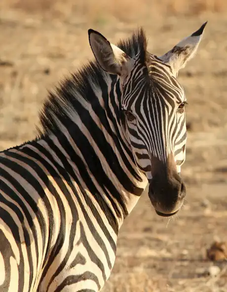 Play Zebra And His Life as an online game Zebra And His Life with UptoPlay