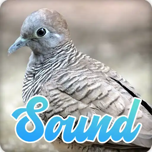 Play Zebra Dove Bird Sounds Effect APK