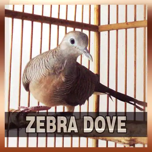 Run free android online Zebra Dove Song Collections APK Run free android online Zebra Dove Song Collections APK
