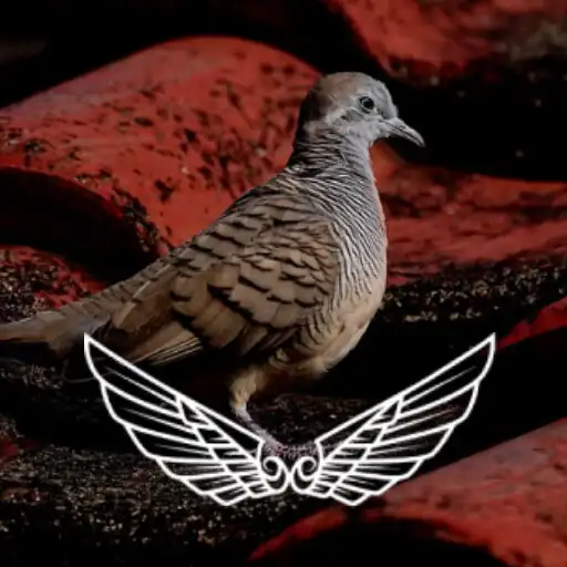 Play Zebra Dove / Turtle Dove Sound APK