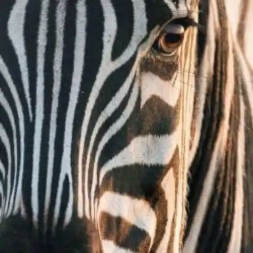 Play Zebra Print Backgrounds APK