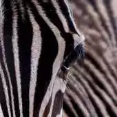 Free play online Zebra Print Wallpapers (Free) APK Free play online Zebra Print Wallpapers (Free) APK