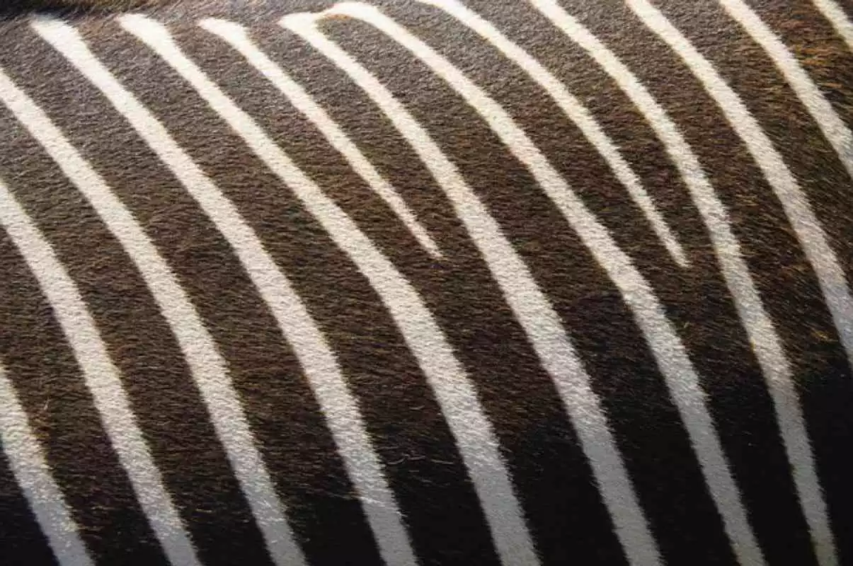 Play Zebra Print Wallpapers (Free)