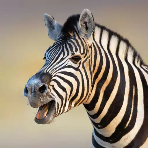 Play Zebra Sounds APK Play Zebra Sounds APK
