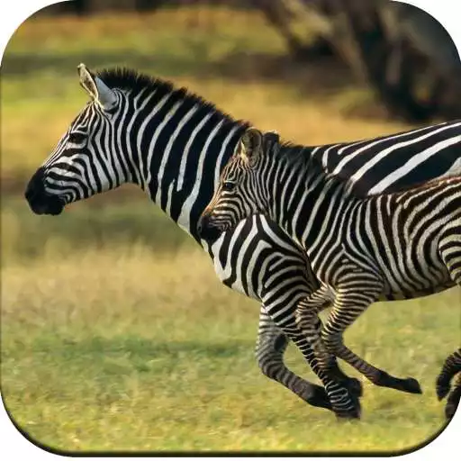 Play Zebra Wallpaper 4K APK