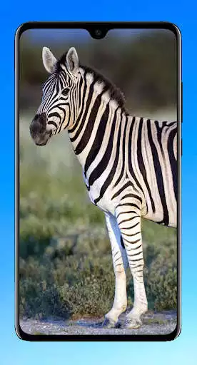 Play Zebra Wallpaper 4K  and enjoy Zebra Wallpaper 4K with UptoPlay