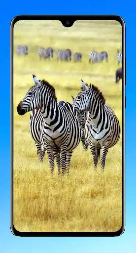 Play Zebra Wallpaper 4K as an online game Zebra Wallpaper 4K with UptoPlay
