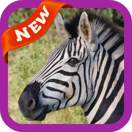 Play Zebra Wallpaper APK