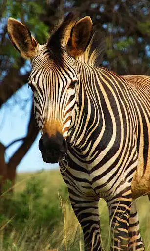 Play Zebra Wallpaper as an online game online Zebra Wallpaper with UptoPlay Play Zebra Wallpaper as an online game Zebra Wallpaper with UptoPlay