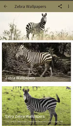 Play Zebra Wallpapers