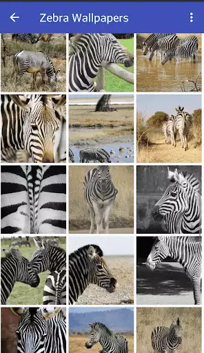 Play Zebra Wallpapers