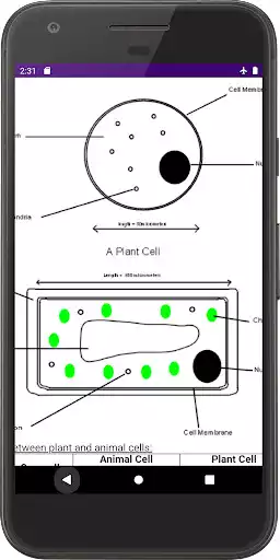 Play Zimsec Biology Revision as an online game Zimsec Biology Revision with UptoPlay