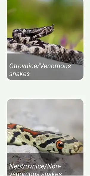 Play Zmije Crne Gore/Snakes of MNE as an online game Zmije Crne Gore/Snakes of MNE with UptoPlay