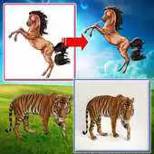 Free play online Zoo Animal match APK