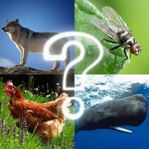 Play ZOO sounds quiz APK Play ZOO sounds quiz APK