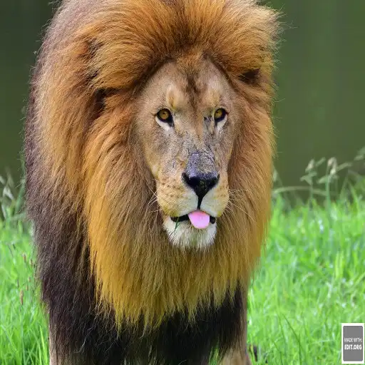 Play ZORPIA GAME (CRUSHER) APK