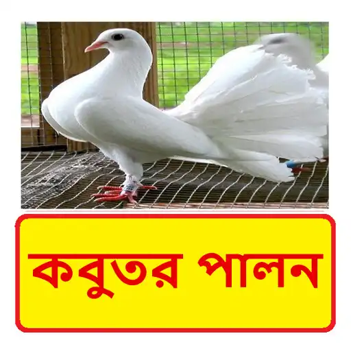 Play কবুতর পালন ~ Pigeon Farming APK